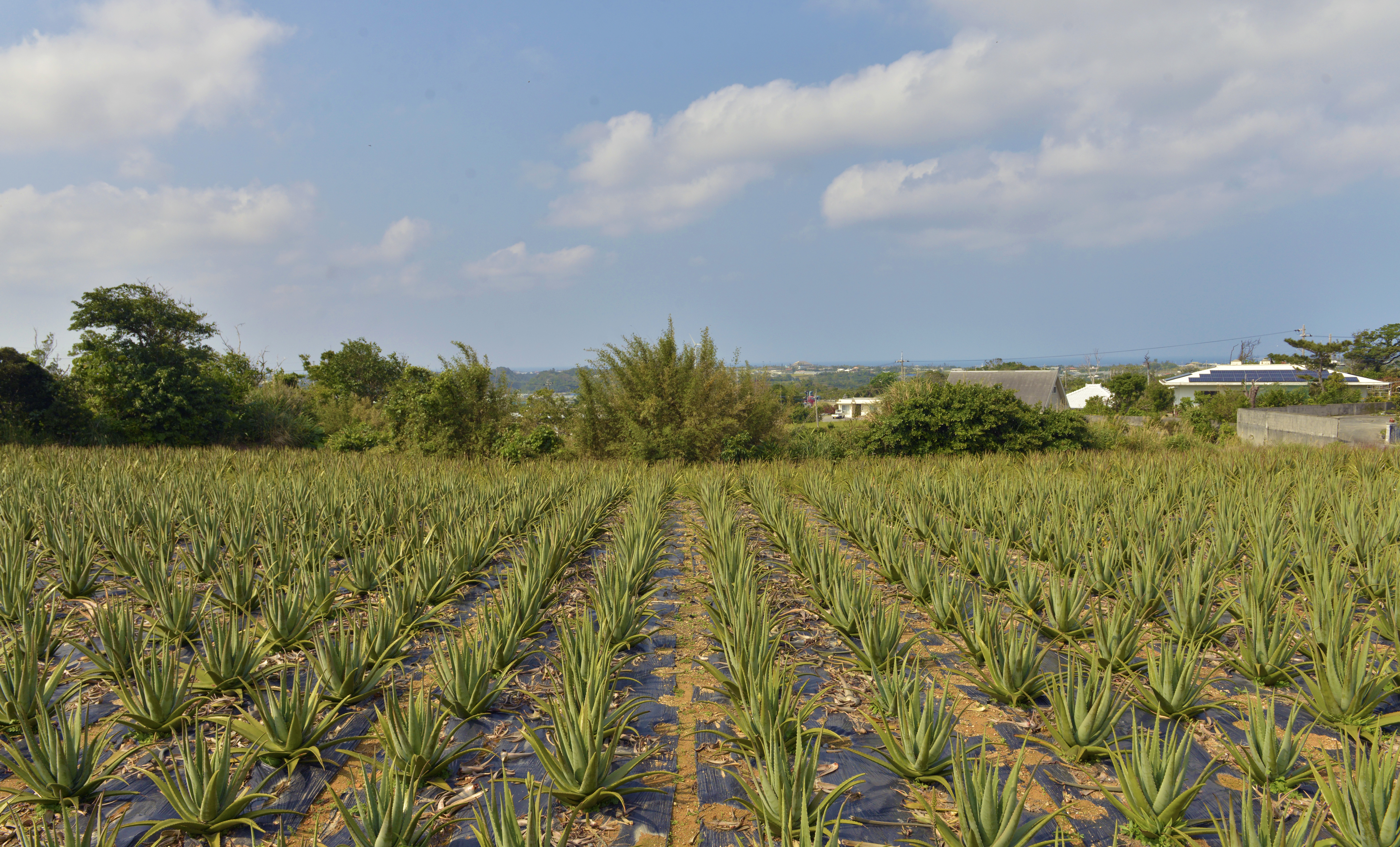 沖縄アロエ 集合写真