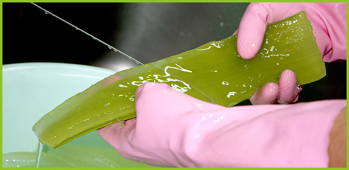 アロエベラ洗浄