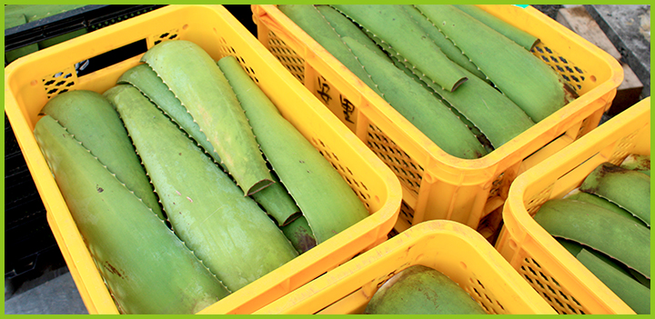 アロエベラ加工前