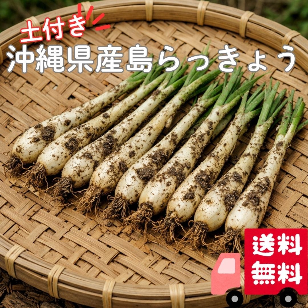 沖縄県産島らっきょう 土付き 500g 送料無料 期間限定 JAS認定 | 沖縄